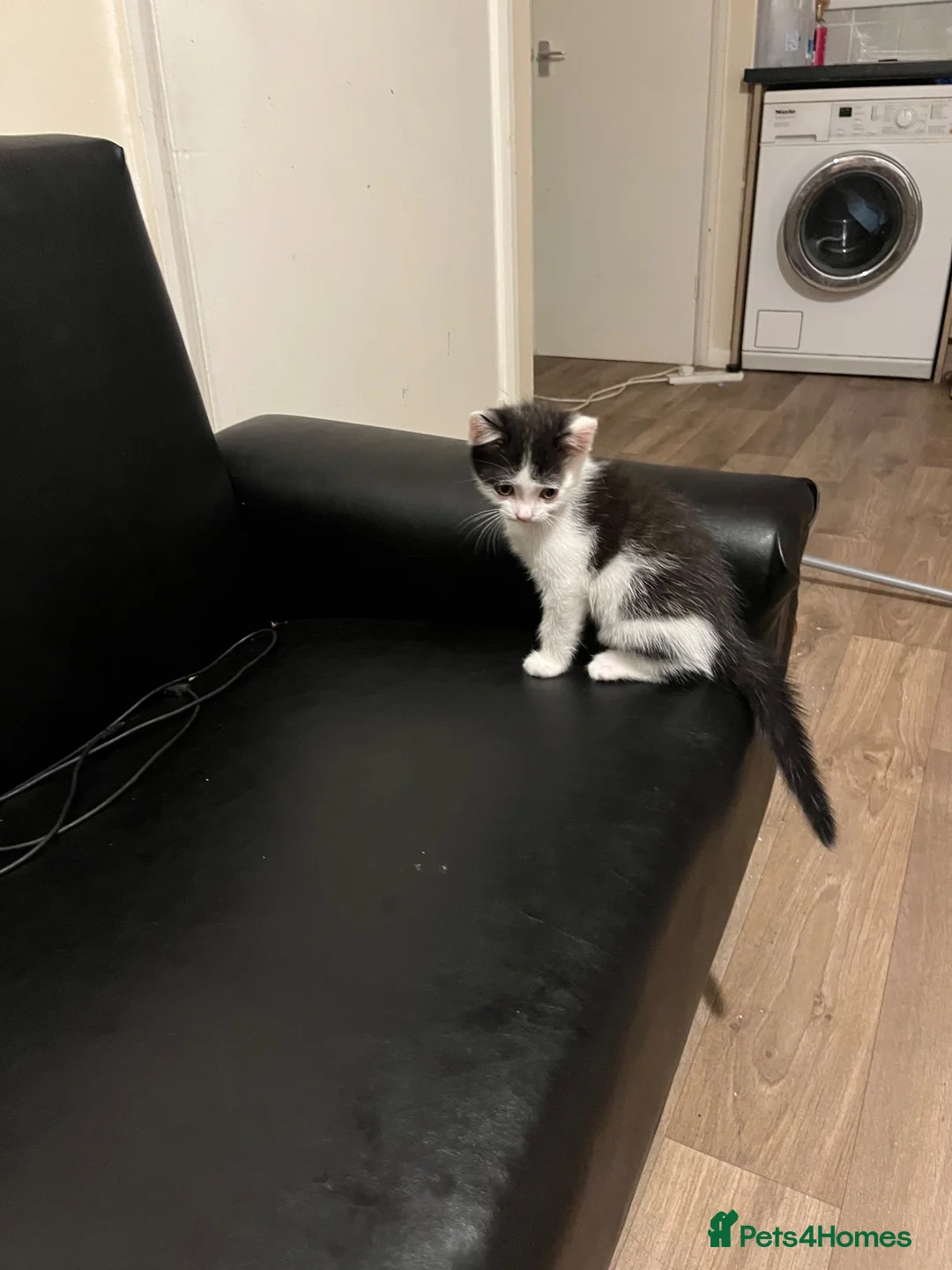 British Shorthair cats for sale:  **   in Batley - Advert 3