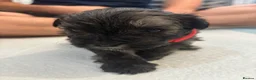 Mixed Breed dogs for sale: 6 gorgeous Shorkie Puppies  in Rushden - Advert 21
