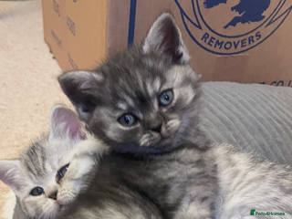 British Shorthair cats Rare Black Smoke female kitten - Advert 1