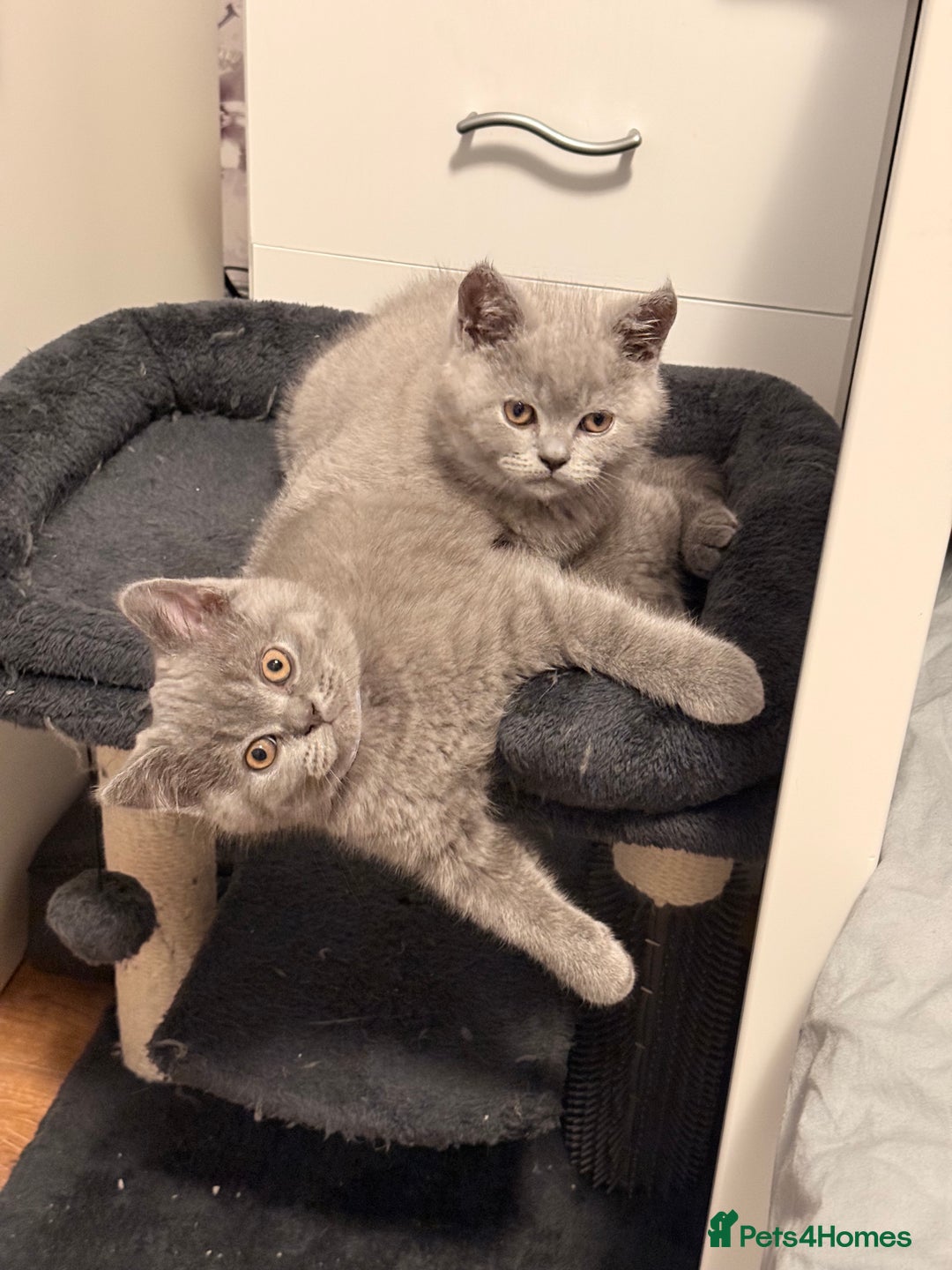 Scottish Fold cats for sale: Scottish Fold&British Shorthair.Vaccinated&Ready - Advert 16