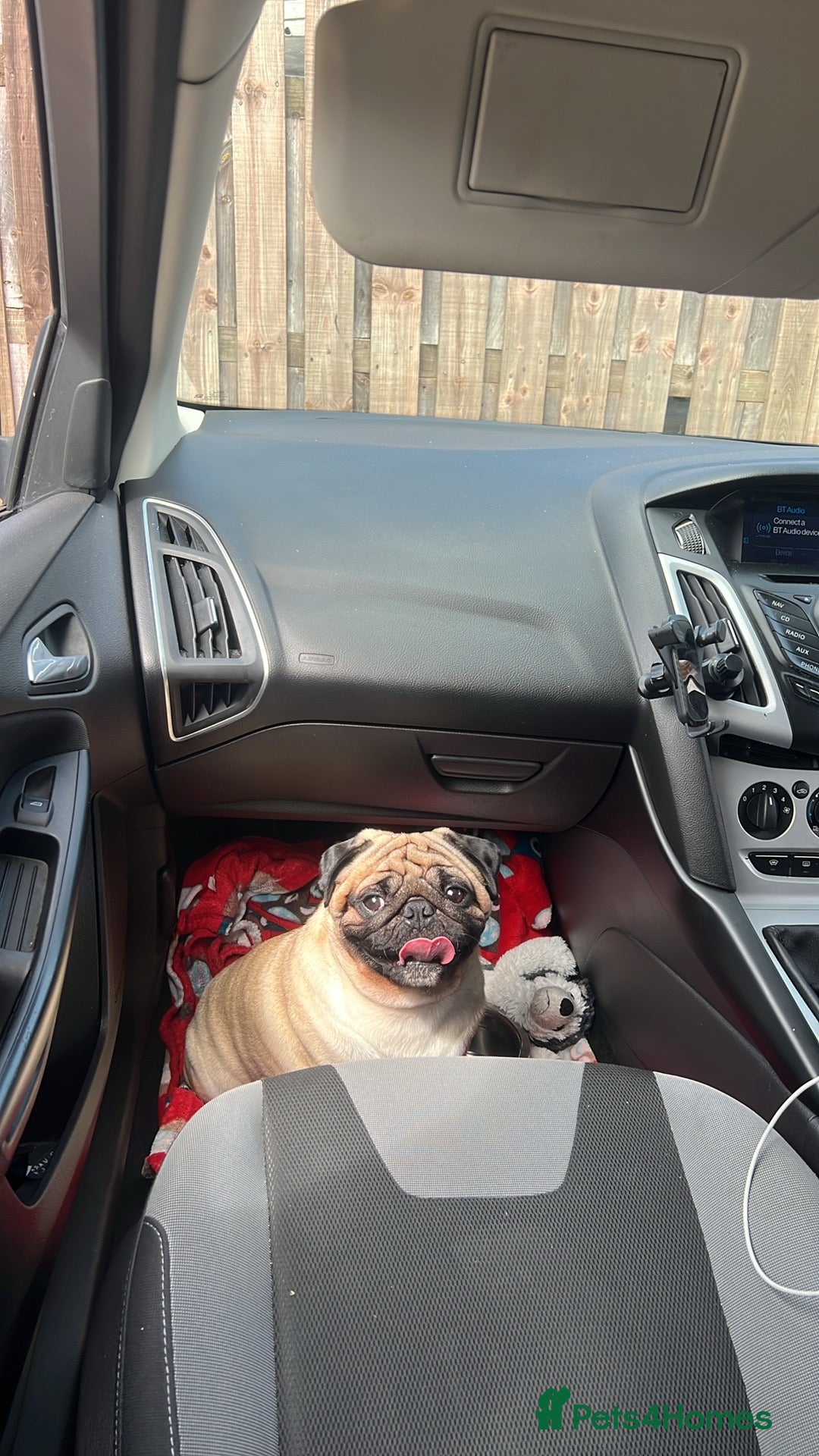 Pug dogs for stud: Pug for stud ❤️ - Image 6