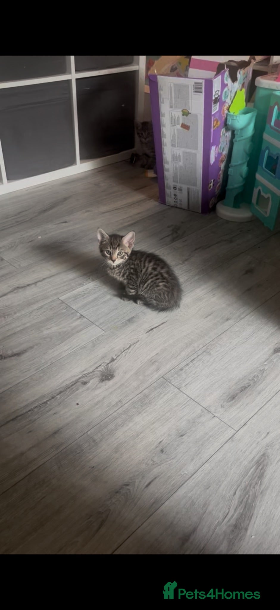British Shorthair cats 7 kitten available for their forever homes! - Advert 1