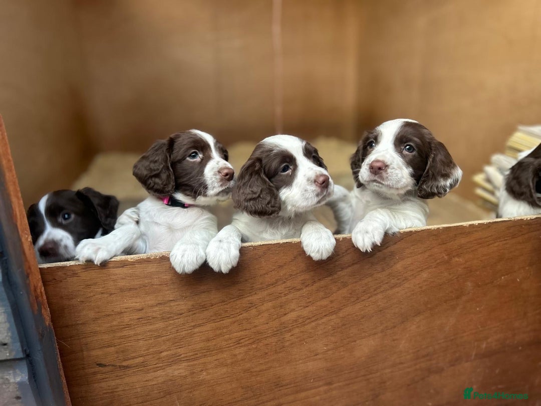 English Springer Spaniel dogs for sale: Beautiful litter of KC reg ESS - Image 6