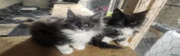 Maine Coon cats for sale: Pure Maine Coon kittens   - Advert 5
