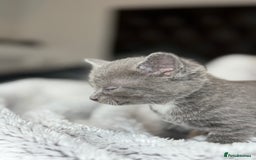 British Shorthair cats for sale: Our beautiful cute shorthair blue kittens - Image 14