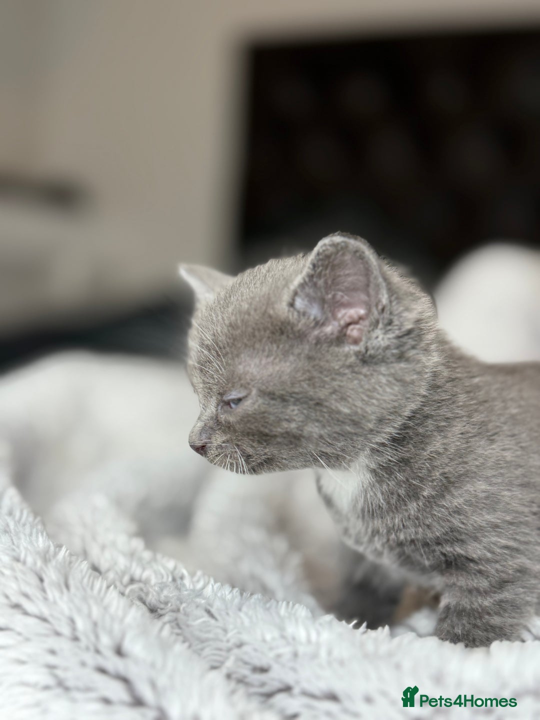 British Shorthair cats for sale: Our beautiful cute shorthair blue kittens - Image 14