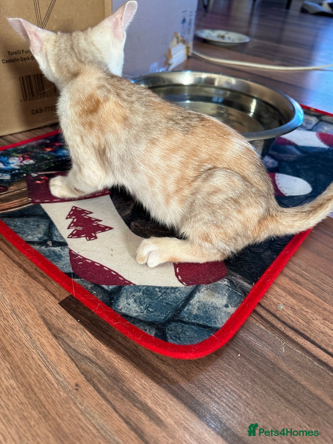 Mixed Breed cats for sale: Crossed Between Oriental short hair & White Bengal - Advert 23