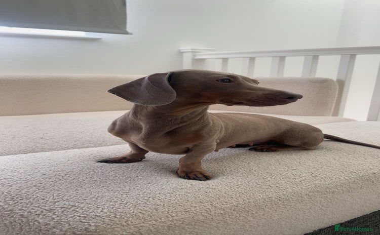 Miniature Dachshund dogs - Advert 2