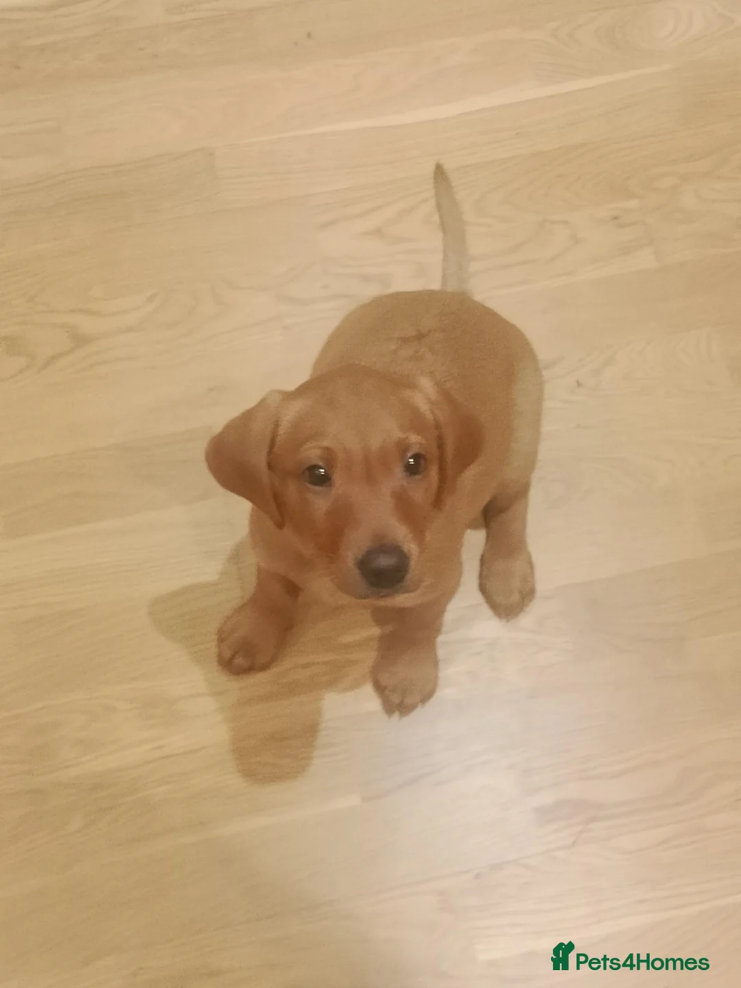 Labrador Retriever dogs for sale: Fox Red Labrador - Advert 10