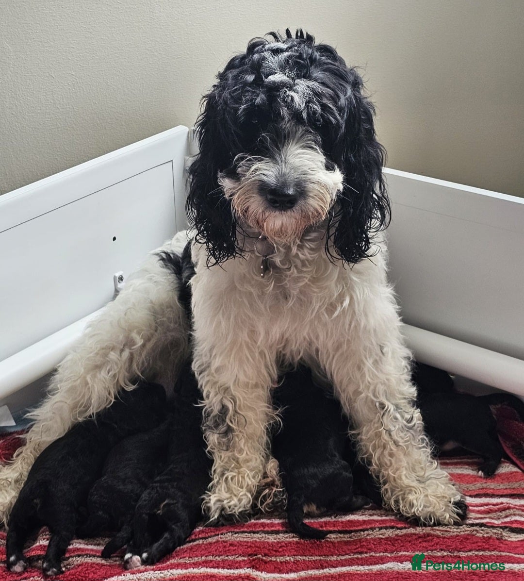 Cockapoo dogs for sale: Cockapoo pups (F1b) - Image 1