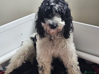 Cockapoo dogs - Advert 5