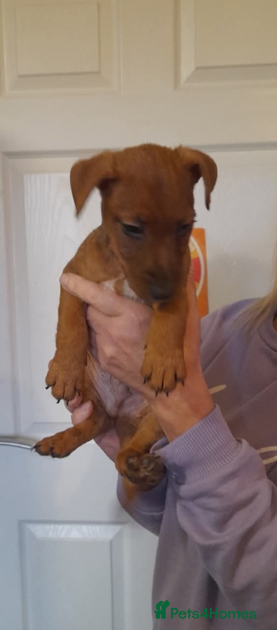 Mixed Breed dogs for sale: Jack russel X lakeland 13 weeks old male  - Advert 2