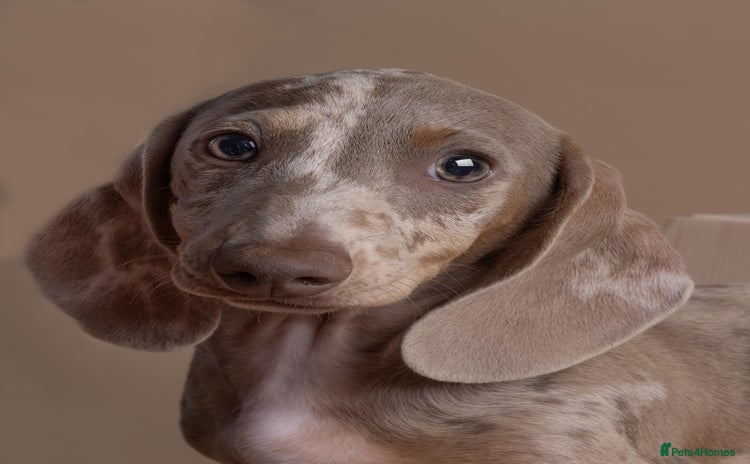Miniature Dachshund dogs - Advert 13