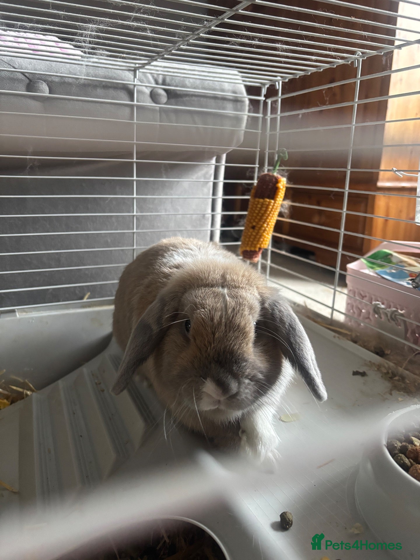 Alaska rabbits rabbit - Advert 1
