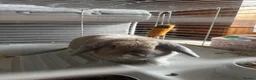 Alaska rabbits for sale: rabbit in Halifax - Advert 1