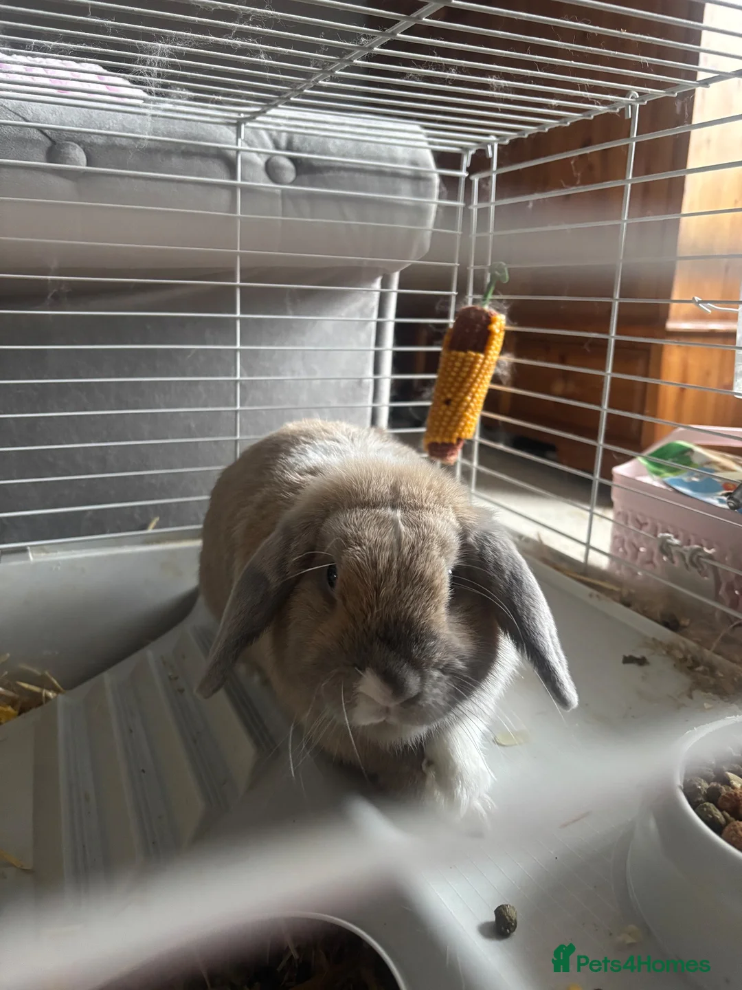 Alaska rabbits for sale: rabbit in Halifax - Advert 1