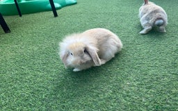 Lionhead rabbits for sale: Baby flop lion head rabbit in Dewsbury - Image 4