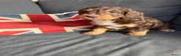 Cockapoo dogs for sale: Italian Cockerpoos - Advert 5