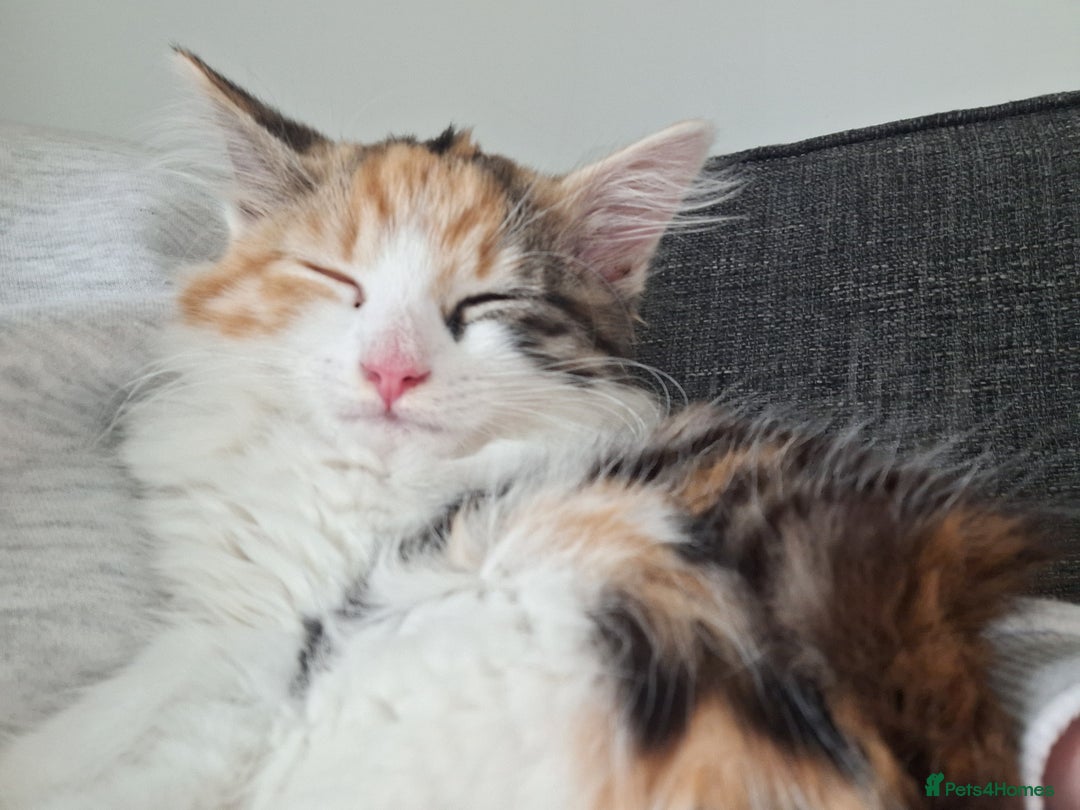 Mixed Breed cats for sale: Stunning long haired Calico girl - Image 9
