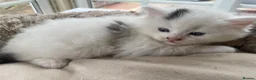British Longhair cats for sale: Rear longhair male calico cat in Rochester - Advert 6