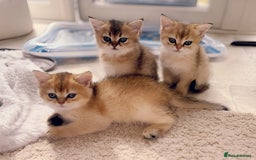 British Shorthair cats for sale: GCCF registered Golden BSH champion line, Boys - Image 9