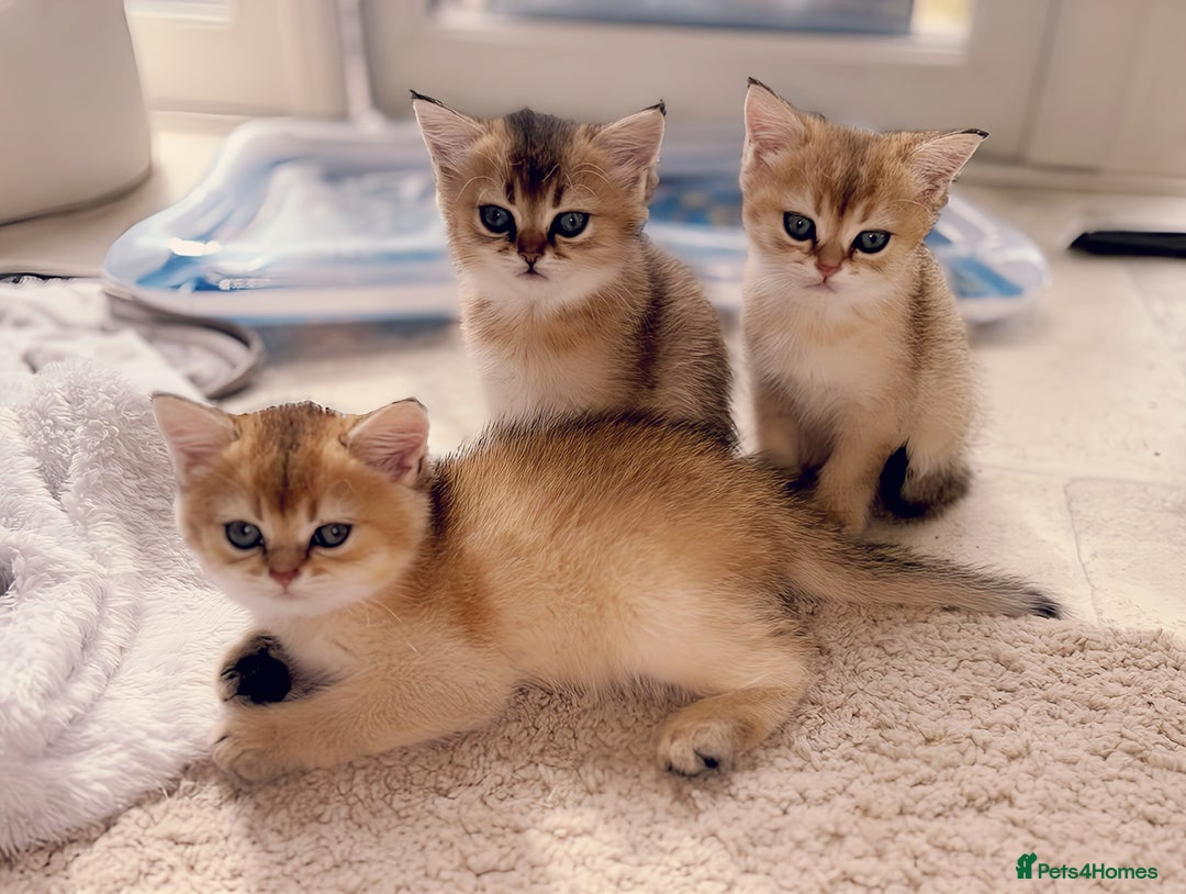 British Shorthair cats for sale: GCCF registered Golden BSH champion line, Boys - Image 9