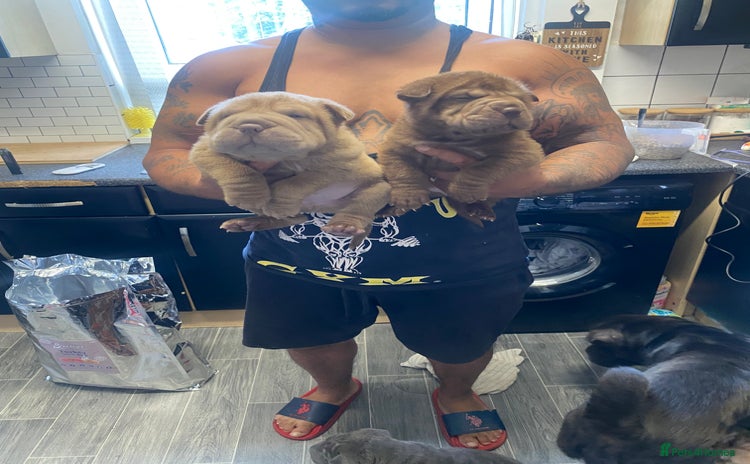 Shar Pei dogs - Advert 1