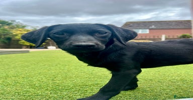 Labrador Retriever dogs in Lydbury North - Advert 2