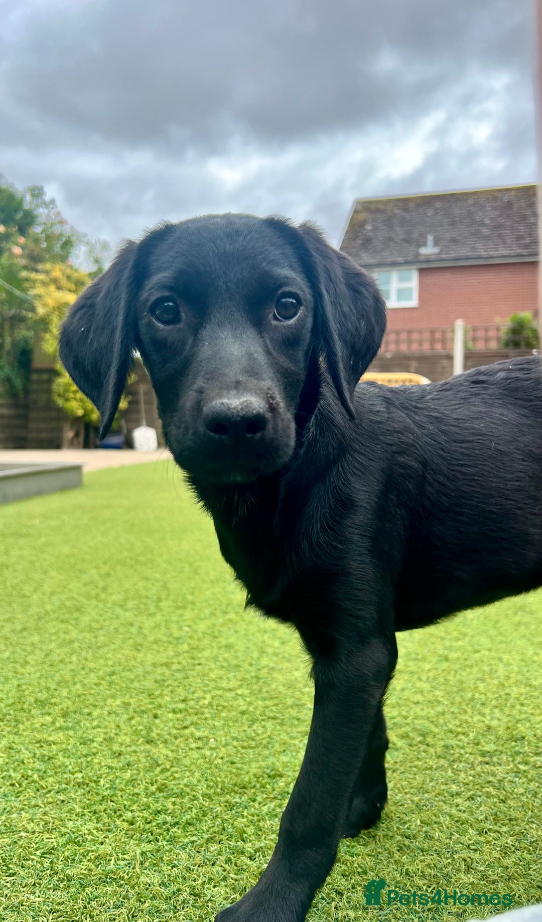 Labrador Retriever dogs for sale: Stunning litter of Black Labrador puppies  in Lydbury North - Image 3