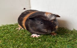 Guinea Pig rodents for sale: Very calm, friendly Guinea pig girls ready now  - Image 8