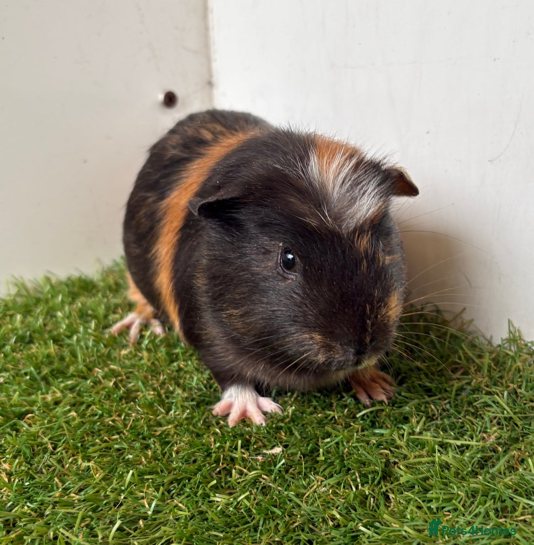 Guinea Pig rodents for sale: Very calm, friendly Guinea pig girls ready now  - Image 8