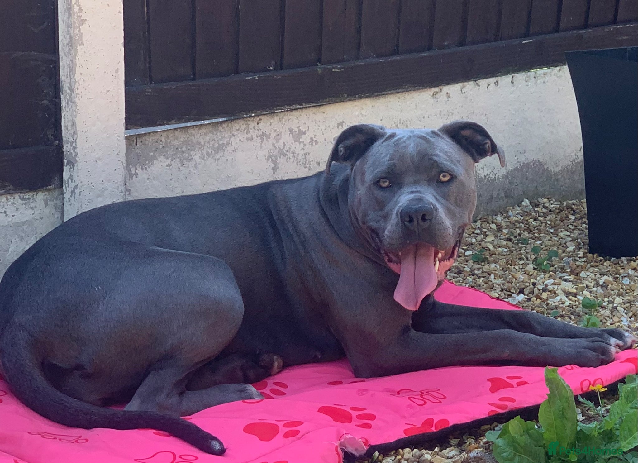 Mixed Breed dogs Stunning Cane Corso x Presa Canario Puppies  - Advert 5