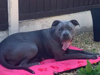 Mixed Breed dogs Stunning Cane Corso x Presa Canario Puppies - Advert 2