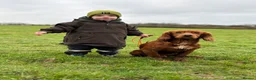 Cocker Spaniel dogs for stud: Dark red KC registered working cocker stud.  - Advert 3