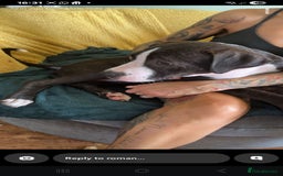 Staffordshire Bull Terrier dogs for sale:  Female 14 months/ female 2 years in Morecambe - Image 2