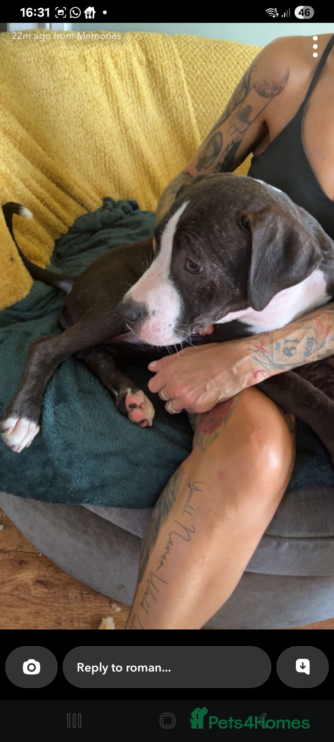 Staffordshire Bull Terrier dogs for sale:  Female 14 months/ female 2 years in Morecambe - Image 2