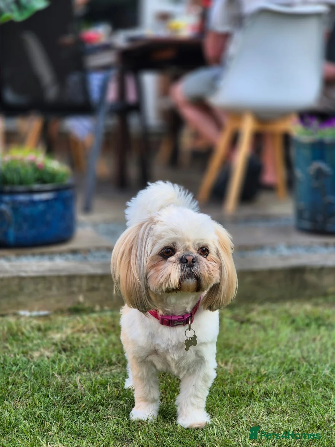 Shih Tzu dogs for sale: KC Registered Shih Tzu Puppies - Home Raised - Advert 28