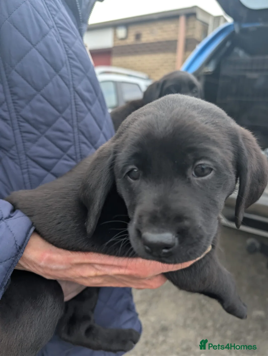 Labrador Retriever dogs for sale: Labrador Puppies  - Advert 9