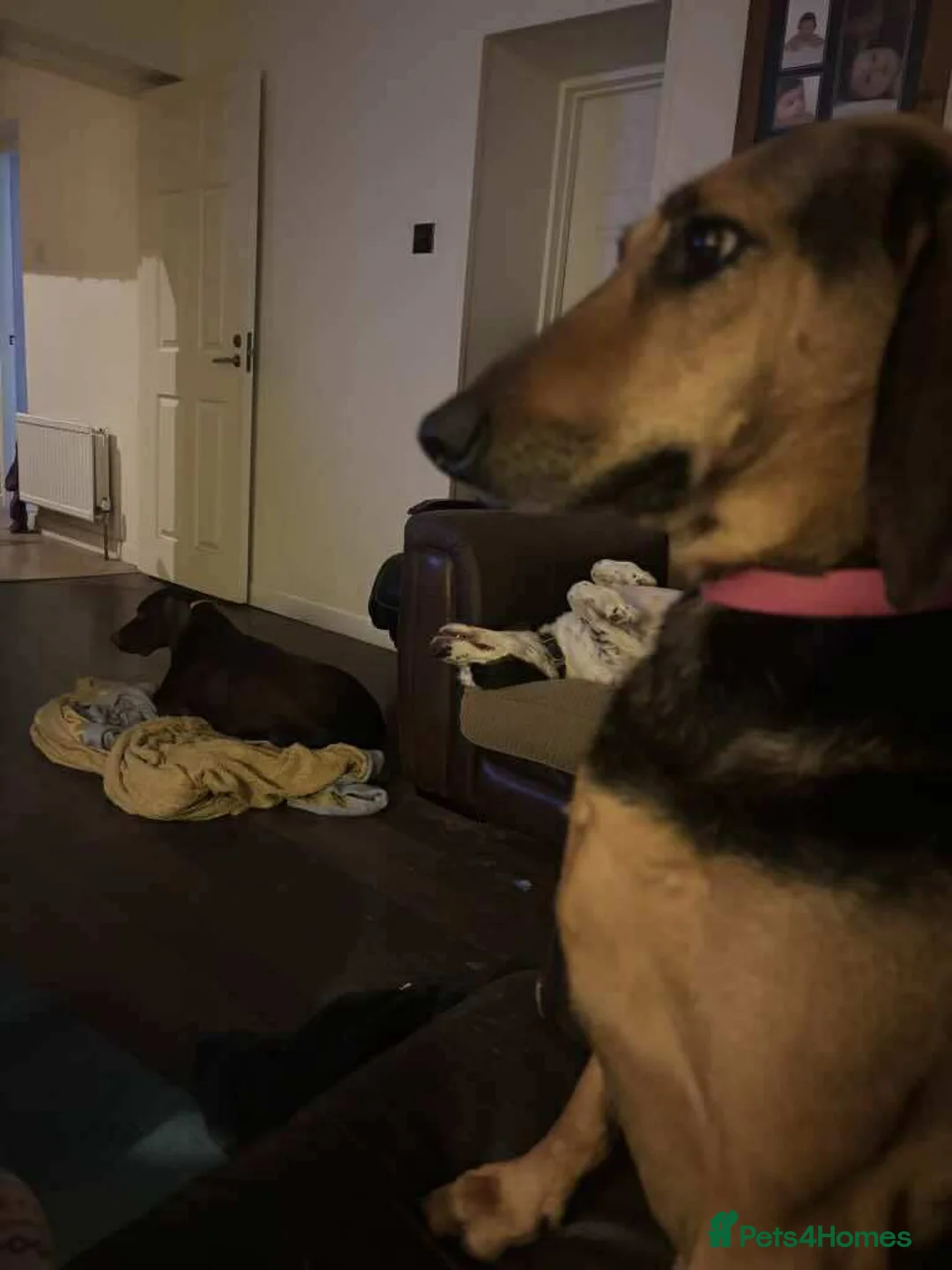 Mixed Breed dogs for adoption: Bonnie is a beautiful 4.5 year old Jura - Advert 12