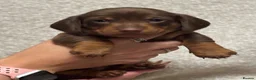 Miniature Dachshund dogs for sale: ✨2 miniature dachshund puppies READY TO LEAVE✨ - Advert 29