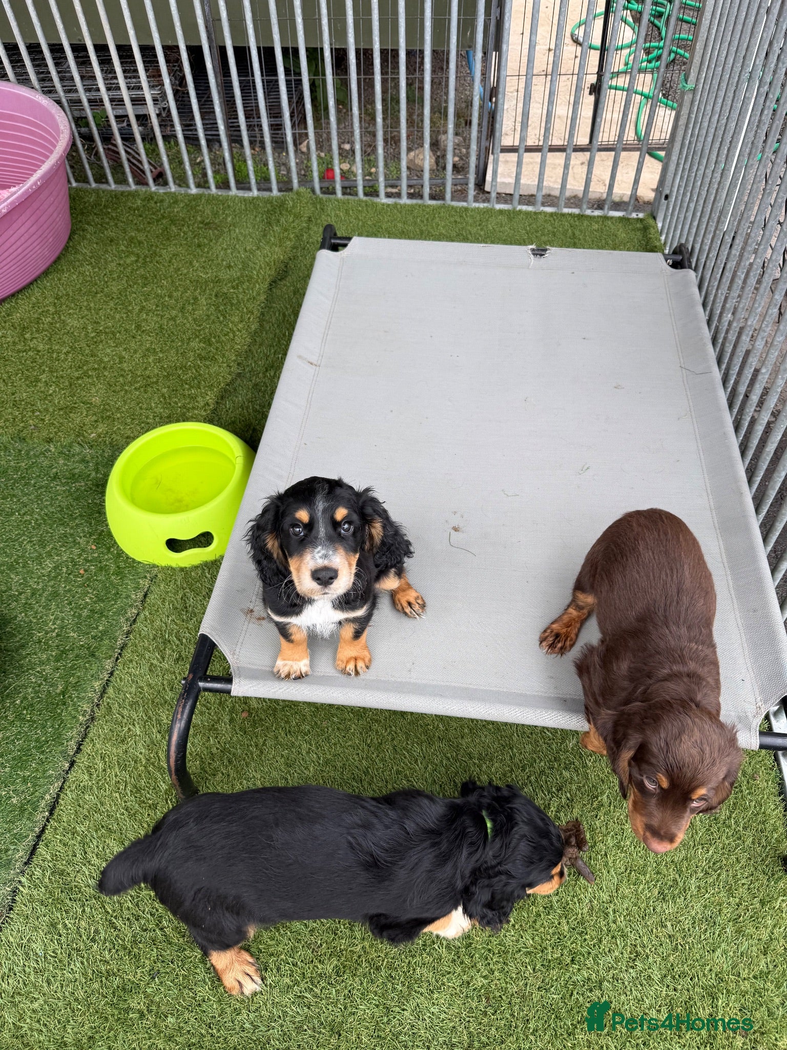 Cocker Spaniel dogs  Ready to leave ! Males & female available  - Advert 2