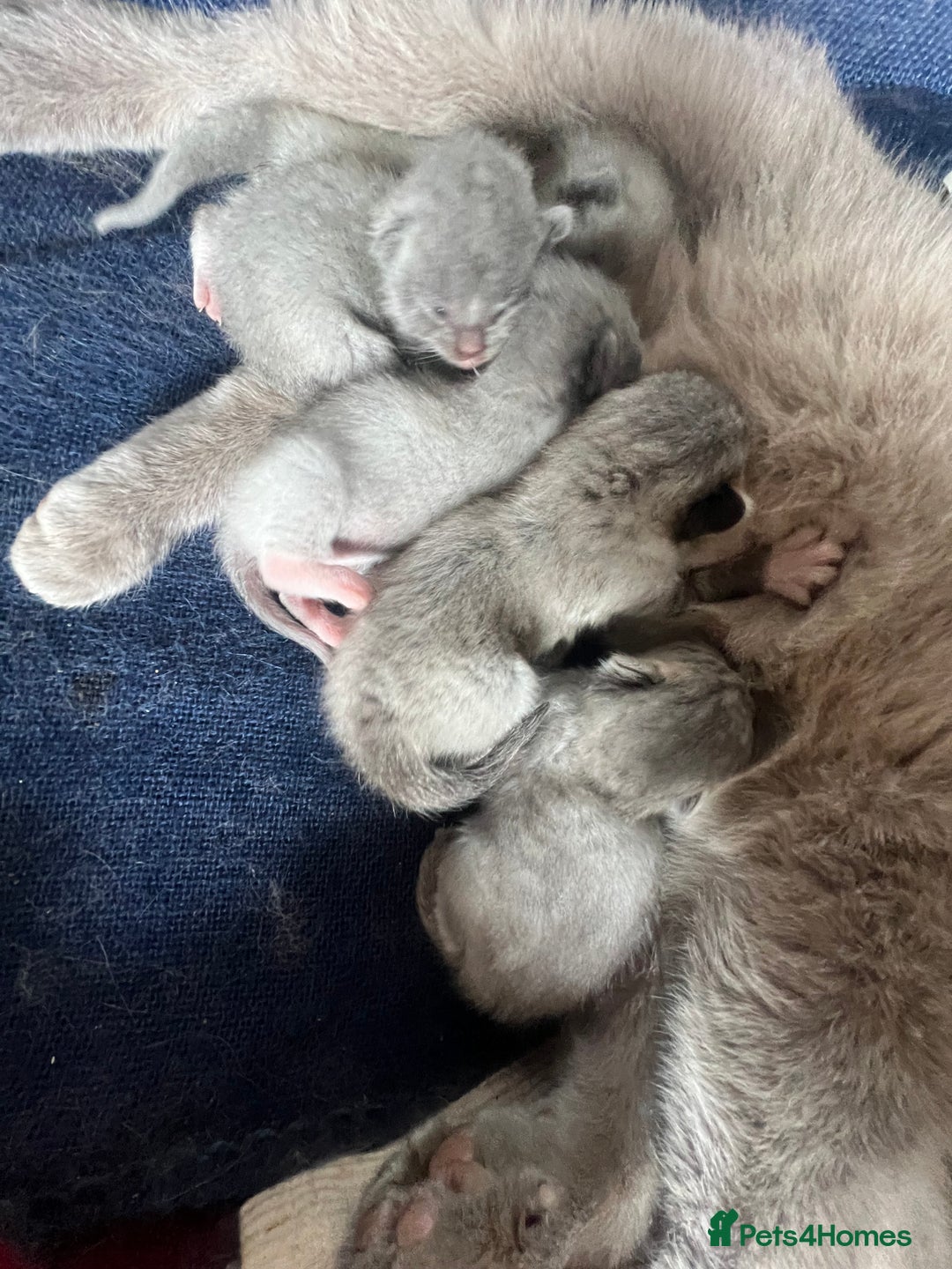 British Longhair cats for sale: Bsh x  - Advert 3