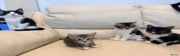 Mixed Breed cats for sale: 10 weeks old kittens ready to go  - Advert 1