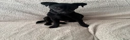 Patterdale Terrier dogs for sale: Patterdale cross pup  - Advert 5