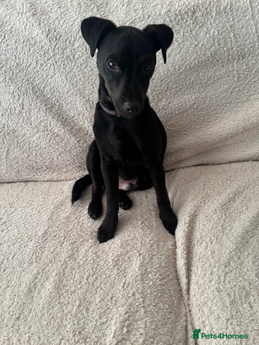 Patterdale Terrier dogs for sale: Patterdale cross pup  - Advert 5