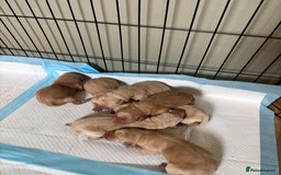 Labrador Retriever dogs for sale: Beautiful Labrador puppies - Image 8