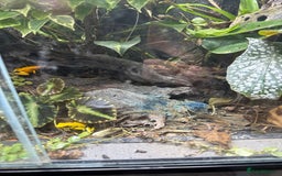 Mixed Breed livestock for sale: Yellow dart frogs - Image 2