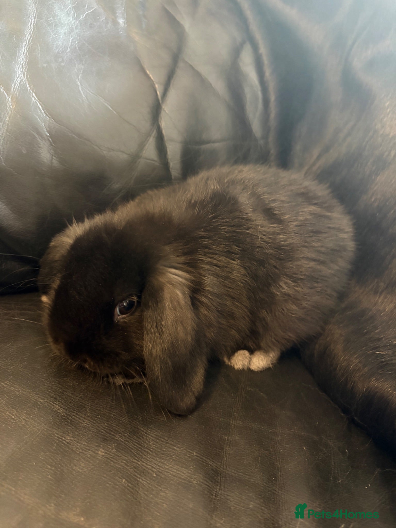 Mini Lop rabbits Beautiful pure breed mini lops😍 - Advert 2