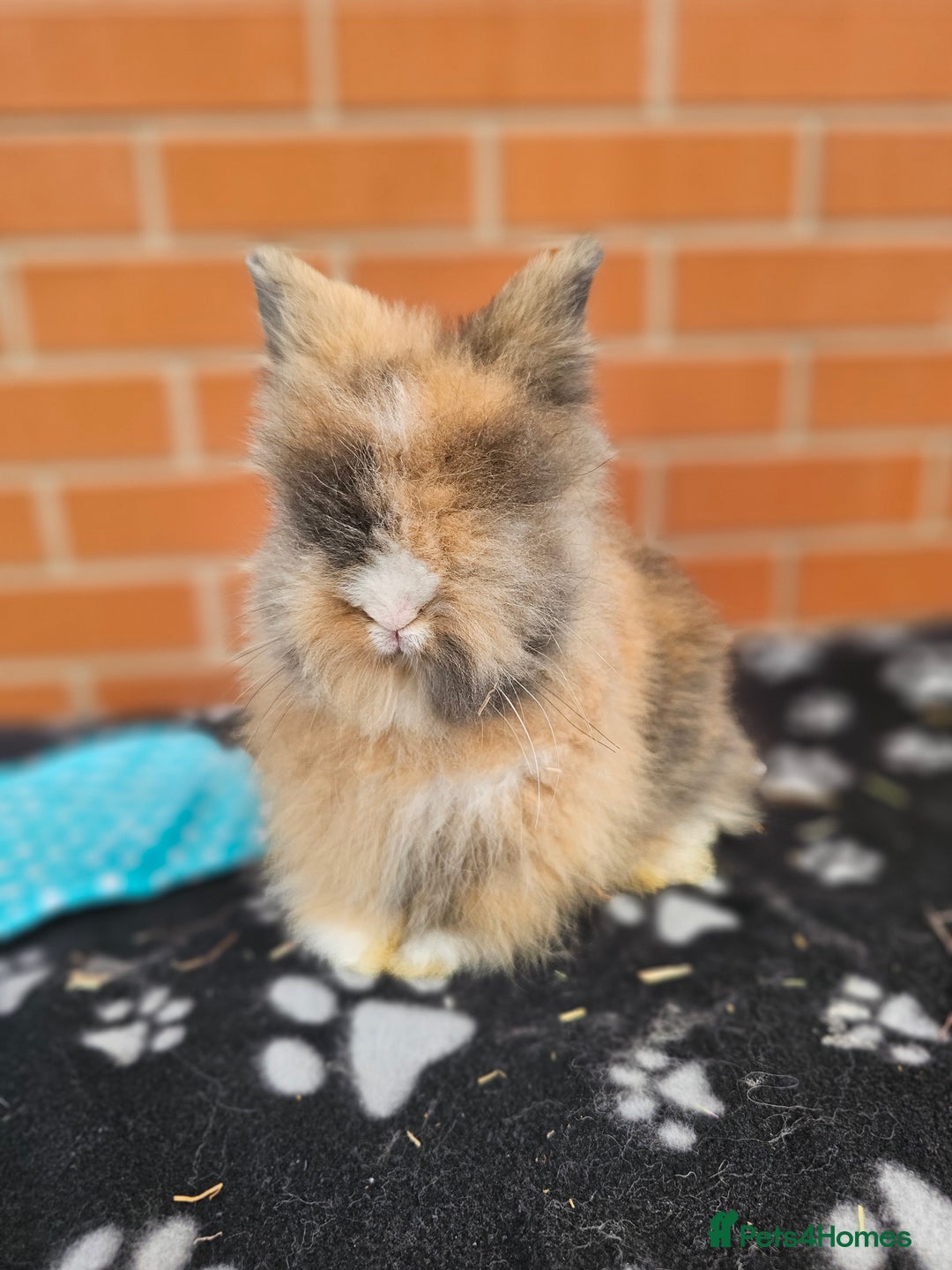 Lionhead rabbits for sale: Double Maned Lionhead  - Image 19