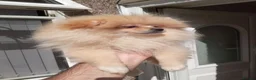 Pomeranian dogs for sale: Pomeranian puppies  - Advert 2